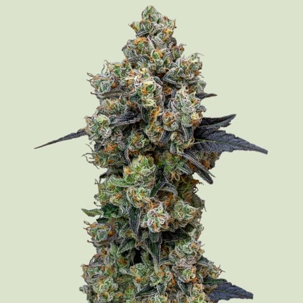 Orbital Banana F1 Seed > Royal Queen Seeds | Feminized Cannabis   |  Hybrid